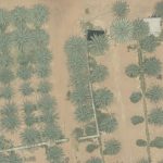 UAE Palm Tree Dataset